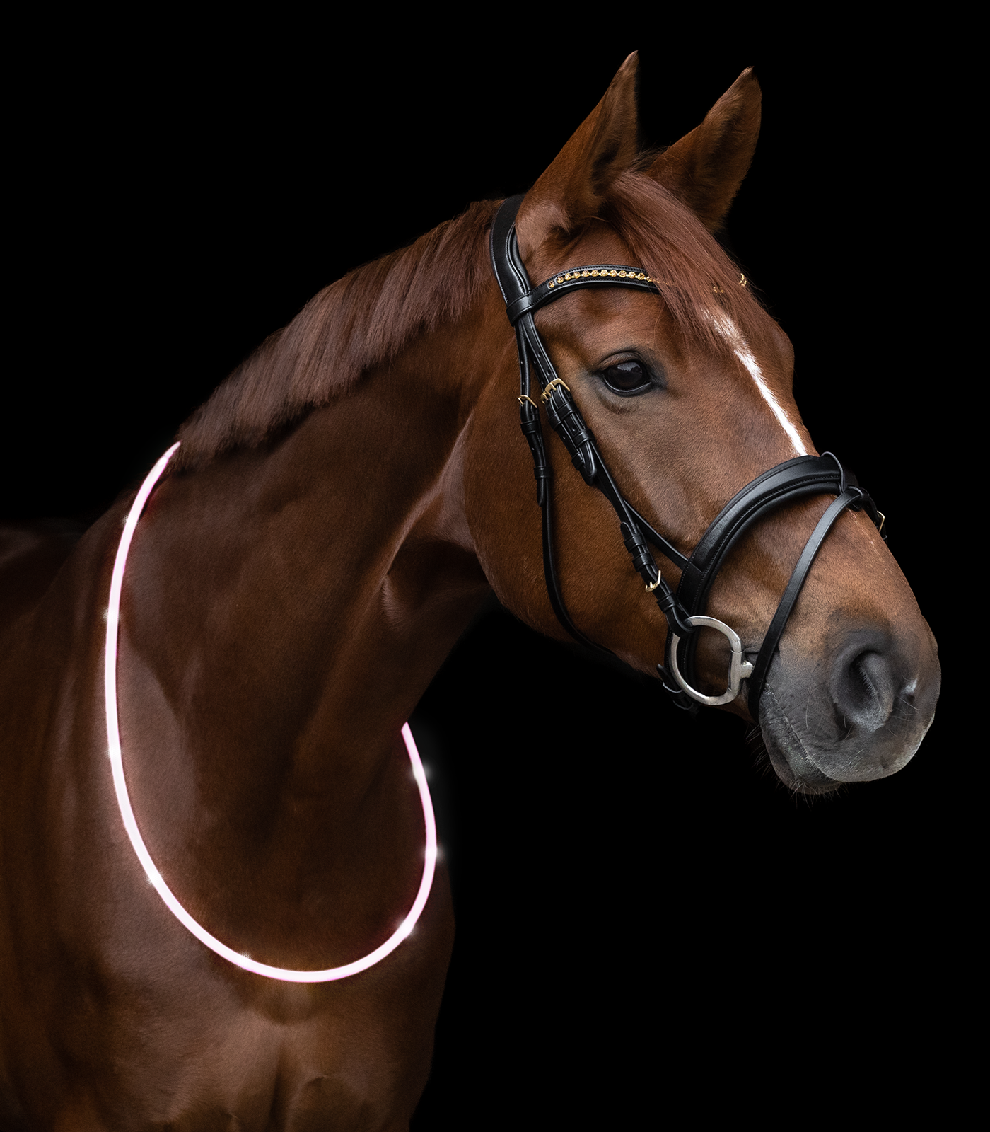   LED-Halsriemen fürs Pferd