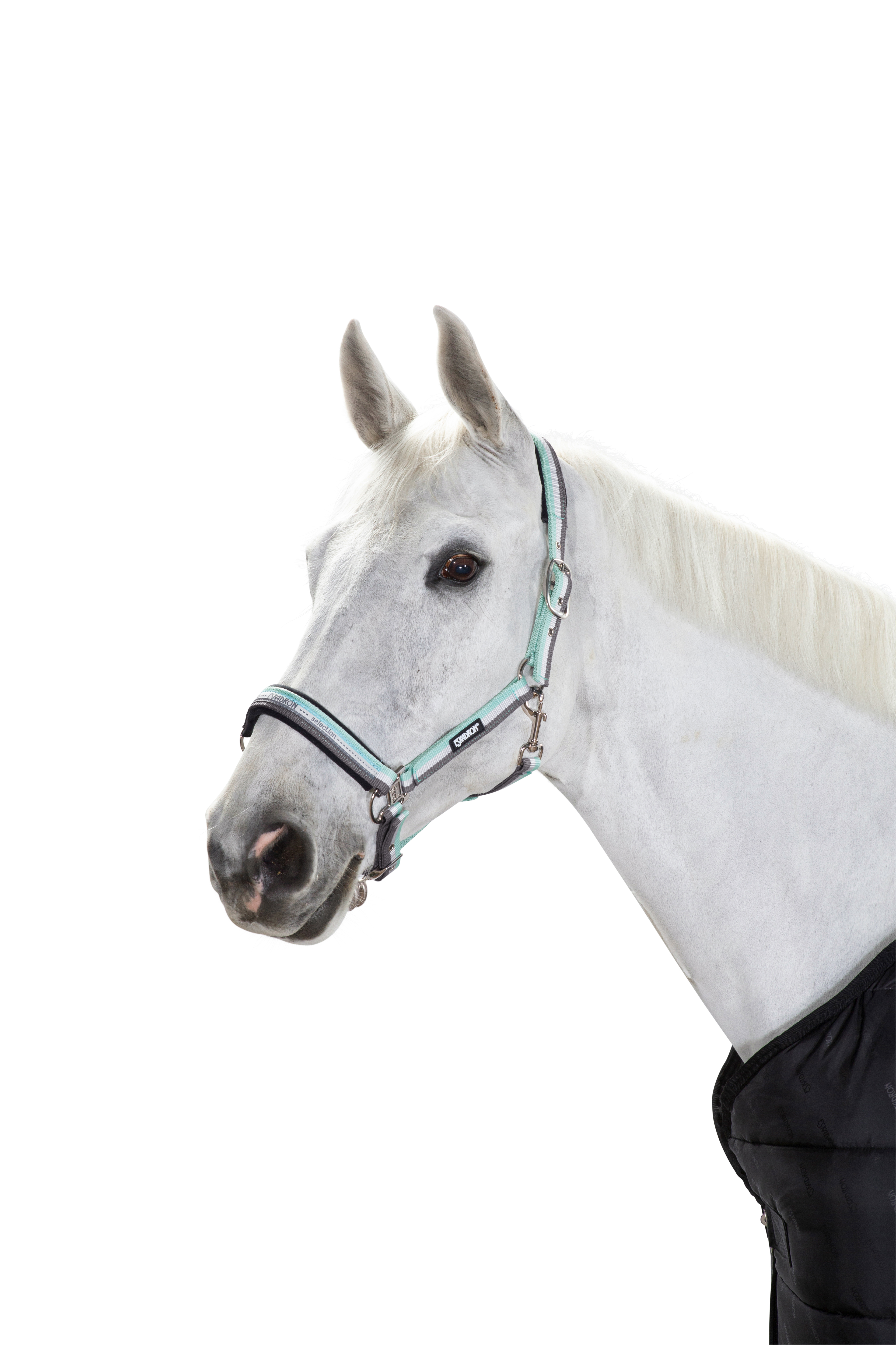 Eskadron Halfter Basics Dornschnalle vernickelt Eskadron Halfter Basics Dornschnalle vernickelt