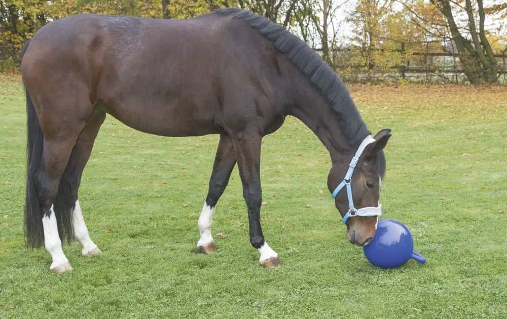 Spielball für Pferde rot