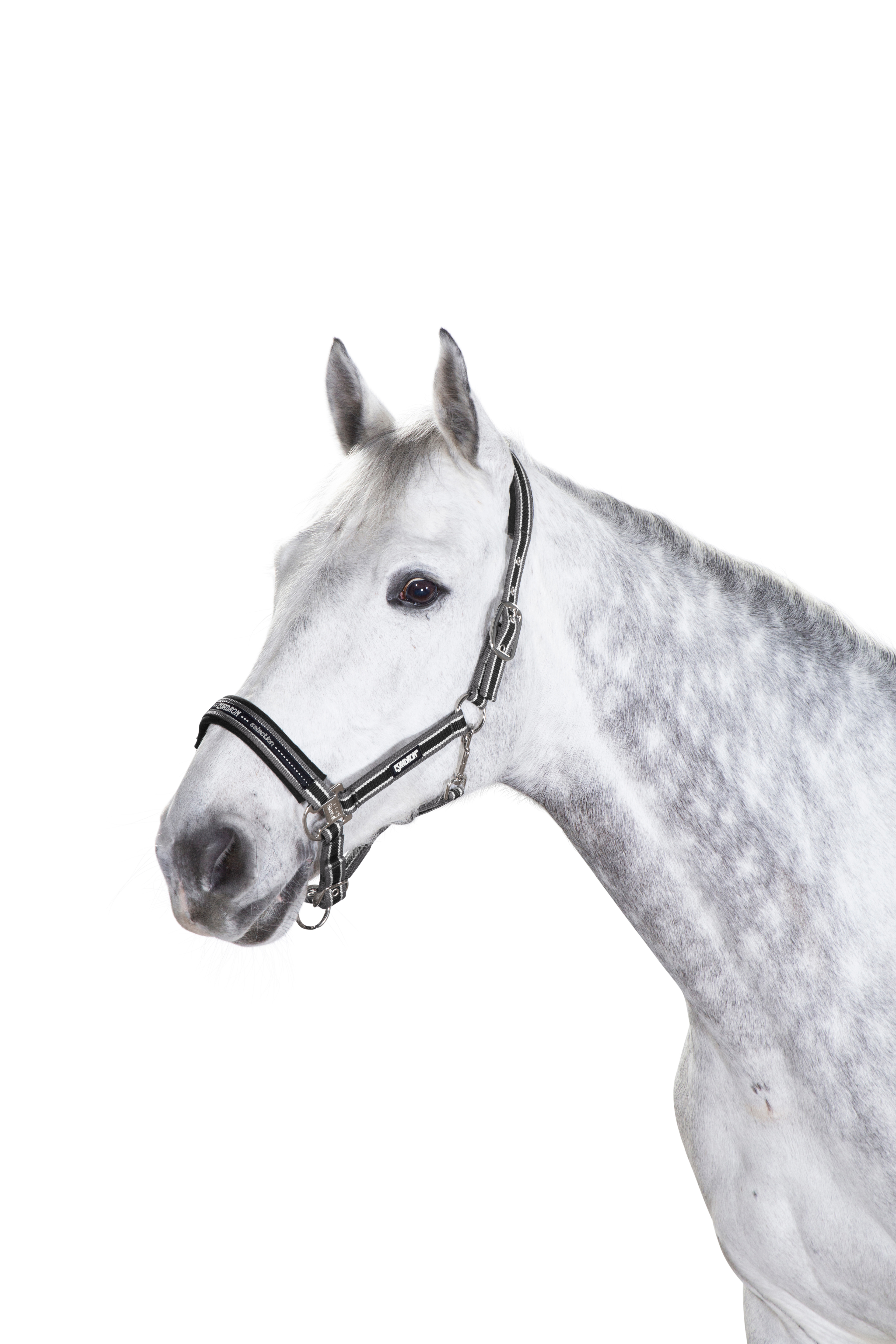 Eskadron Halfter Basics Dornschnalle vernickelt Eskadron Halfter Basics Dornschnalle vernickelt
