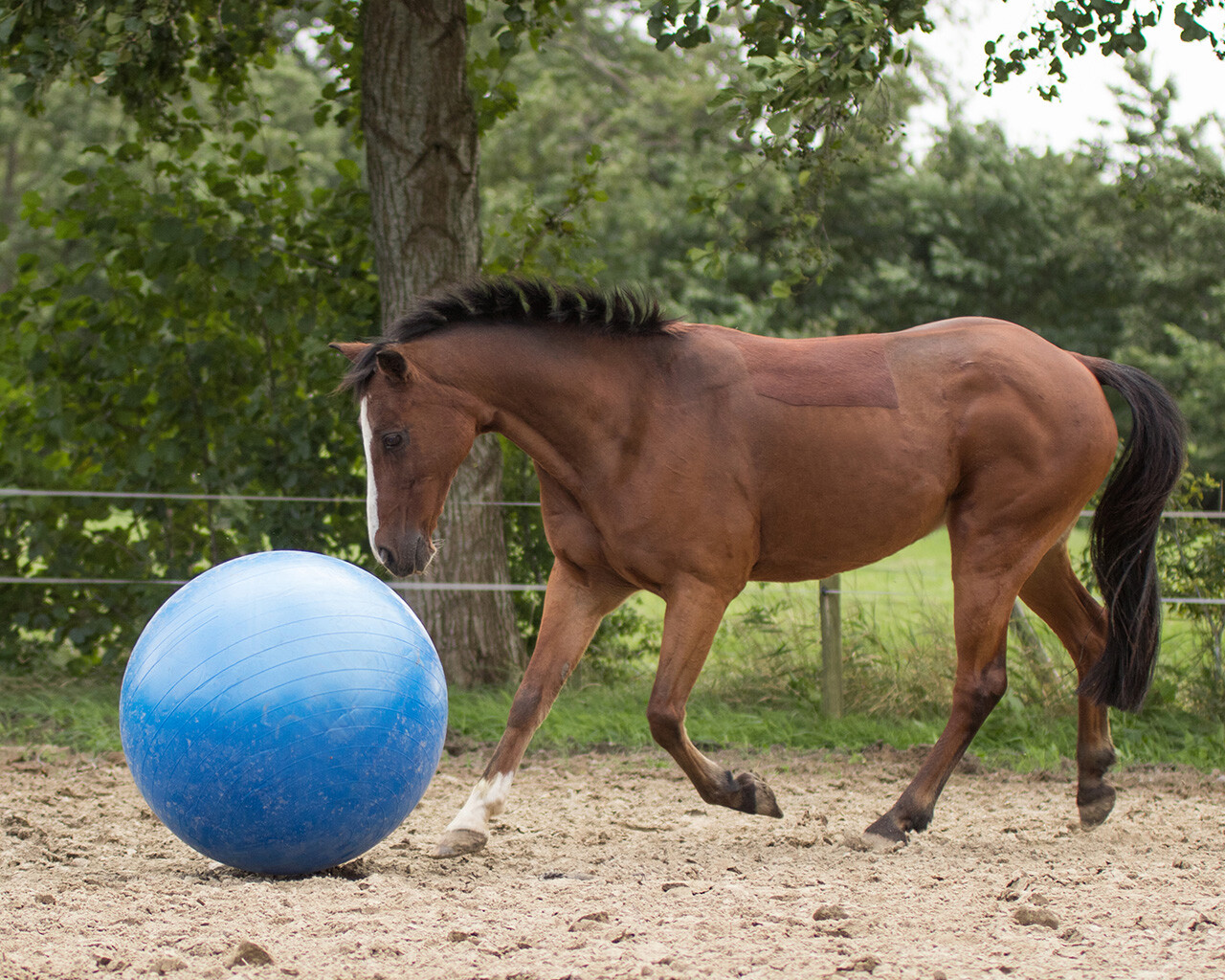 Pferde Fußball 80-100cm