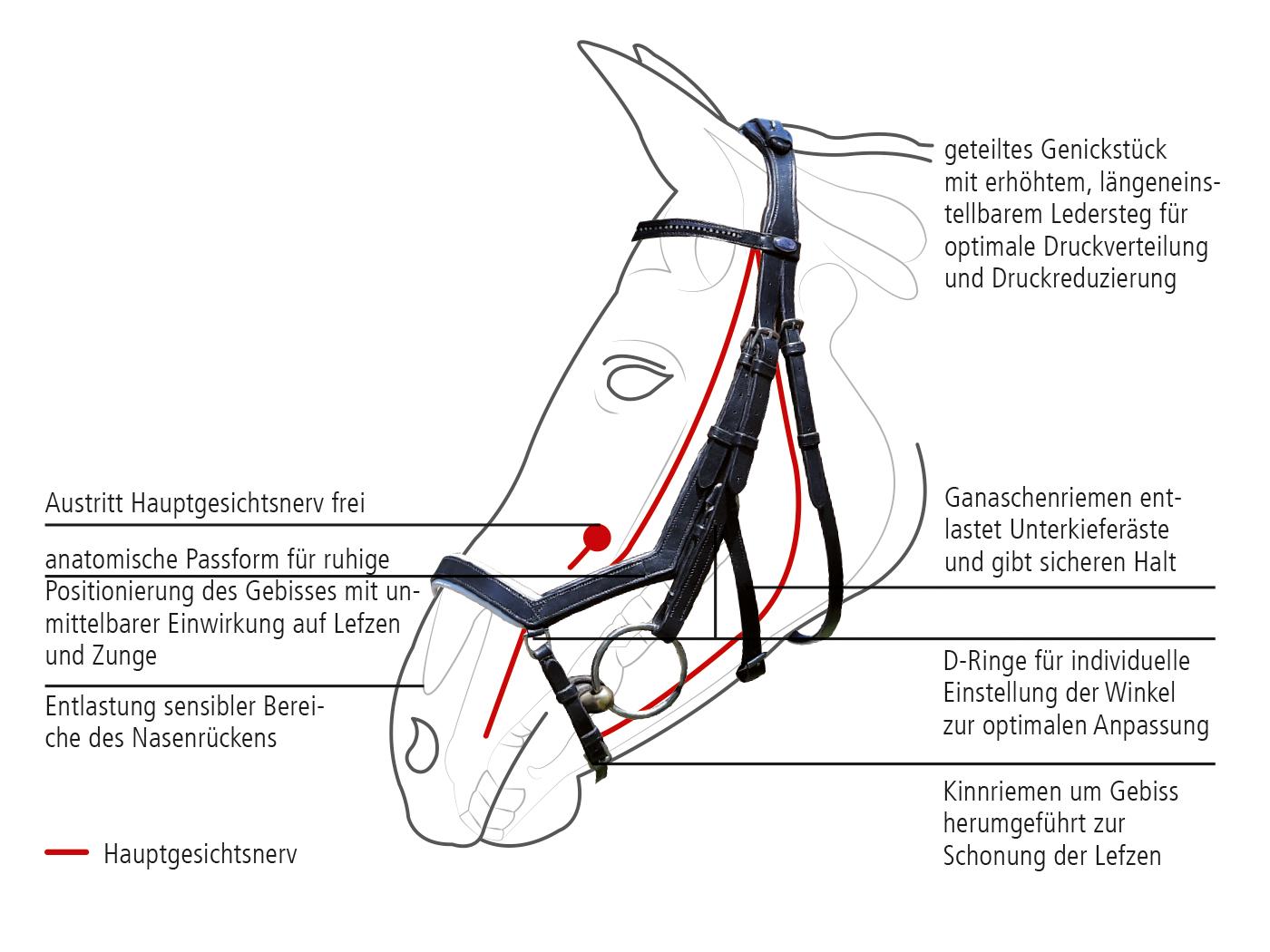 Busse Zaumzeug Emotion Anatomisch