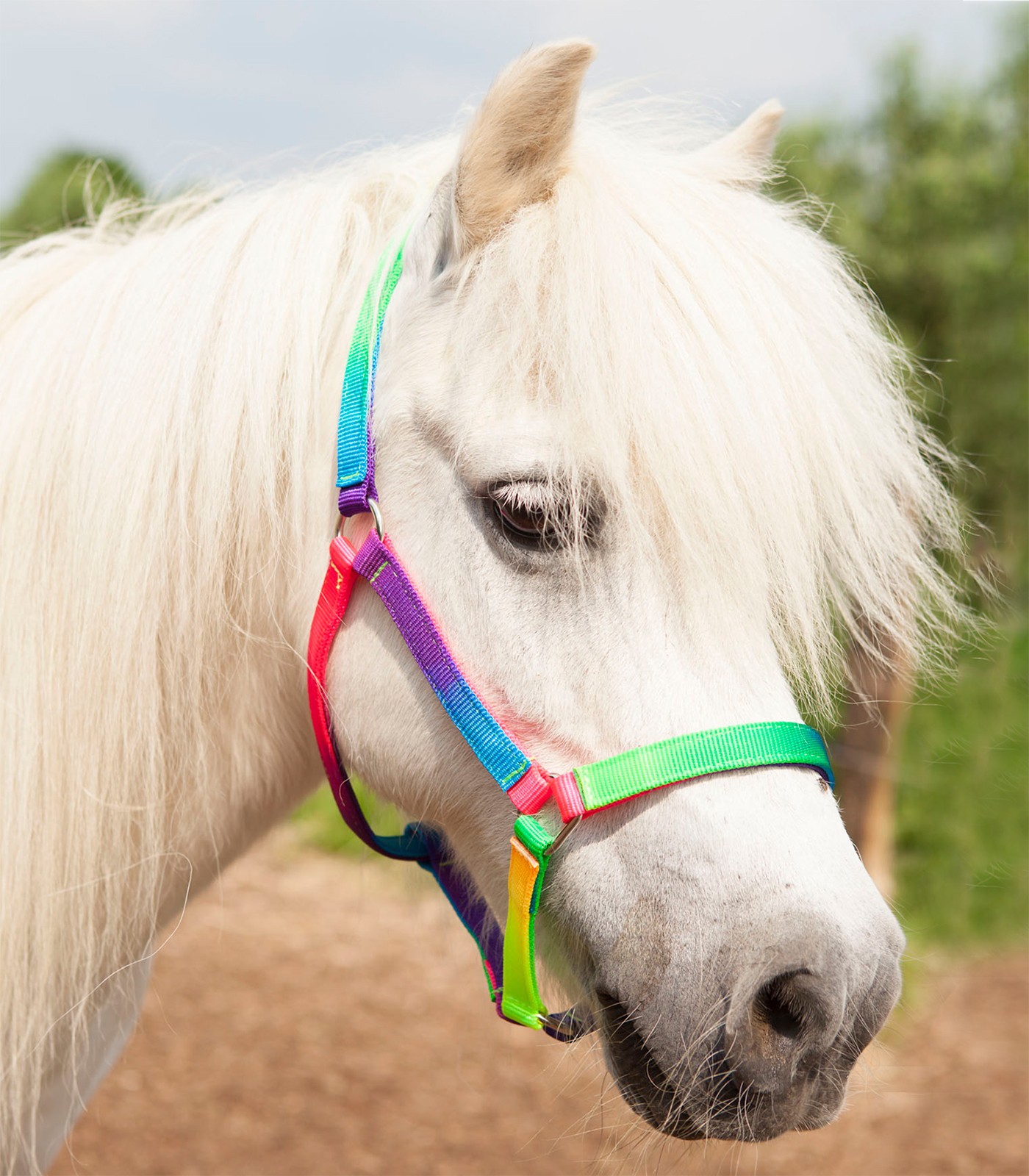 Halfter Regenbogen Shetty/Pony