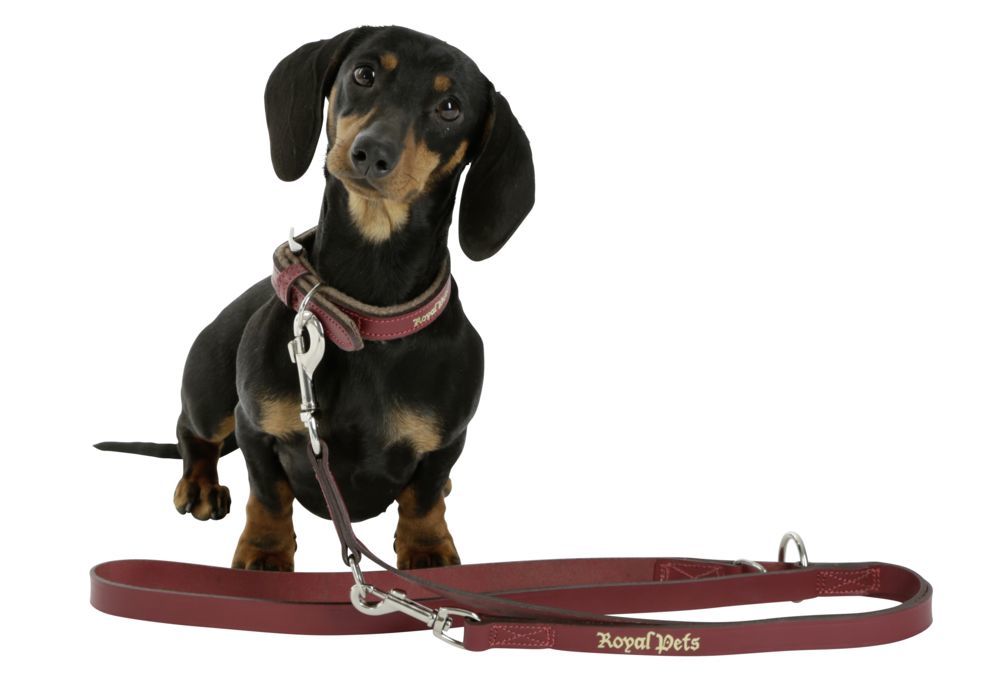 Halsband Royal Pets 46-54cm