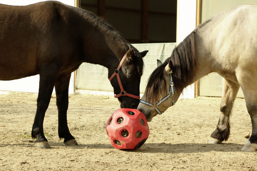 HeuBoy blau Futterspielball