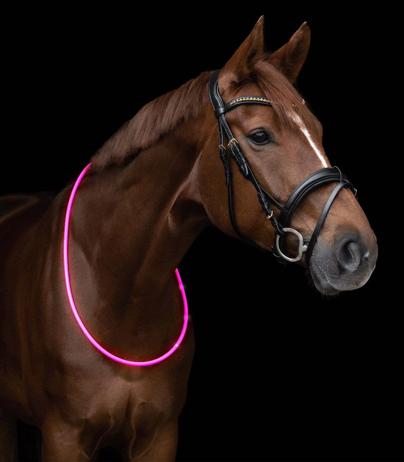  LED-Halsriemen fürs Pferd