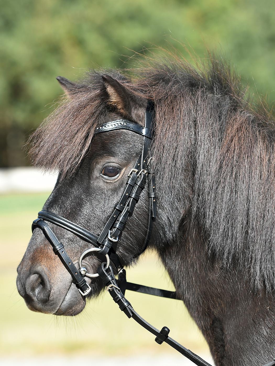 Busse Zaumzeug Shetty II