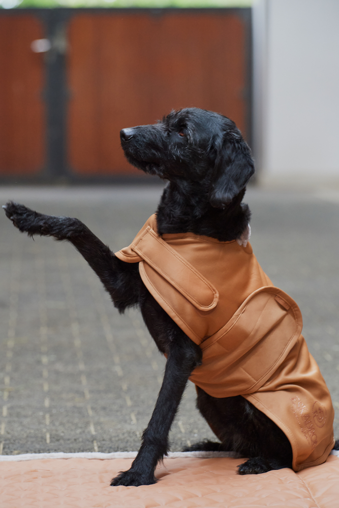 Hundemantel Softshell Platinum23