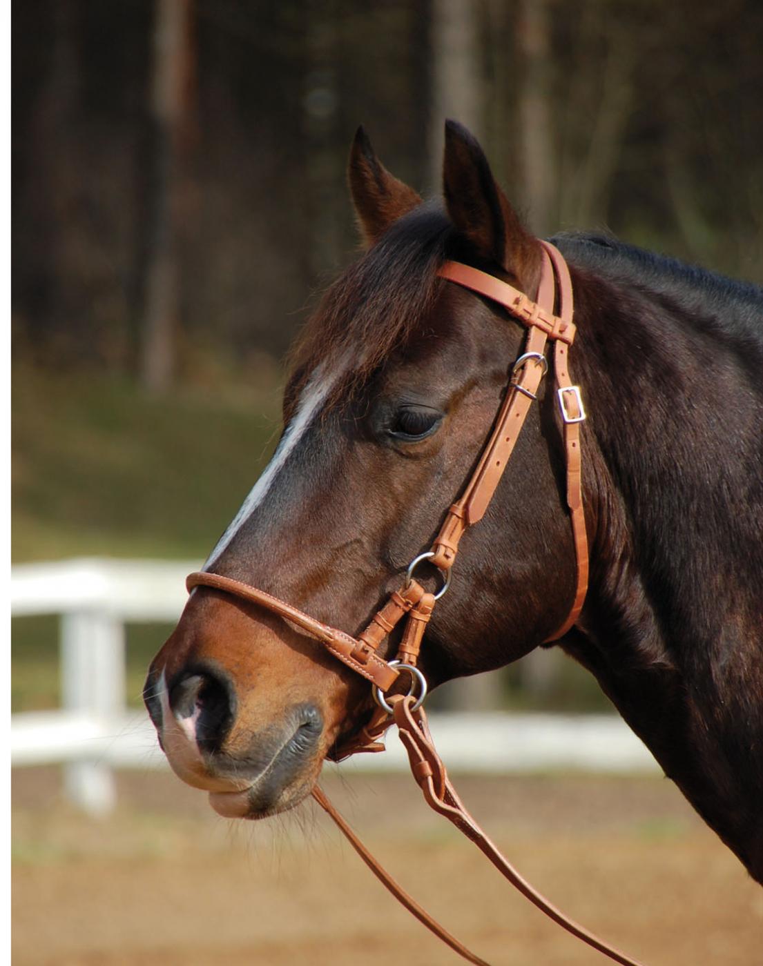 Sidepull Harness