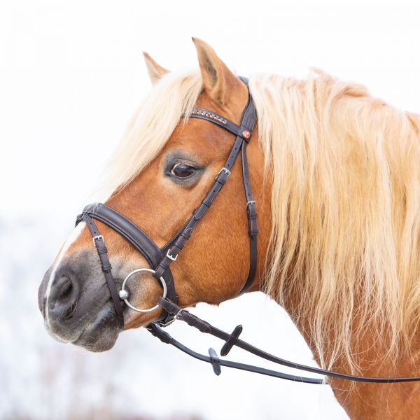 Kieffer Zaumzeug Ultrasoft Haflinger